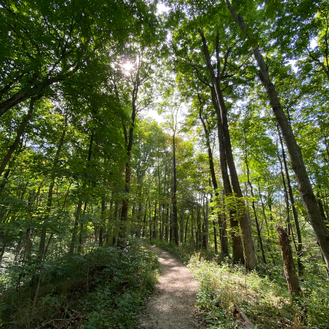 A photo of a forest trail in summer, the trees shade the trail, but there is a bright burst of sunshine illuminating part of the trail